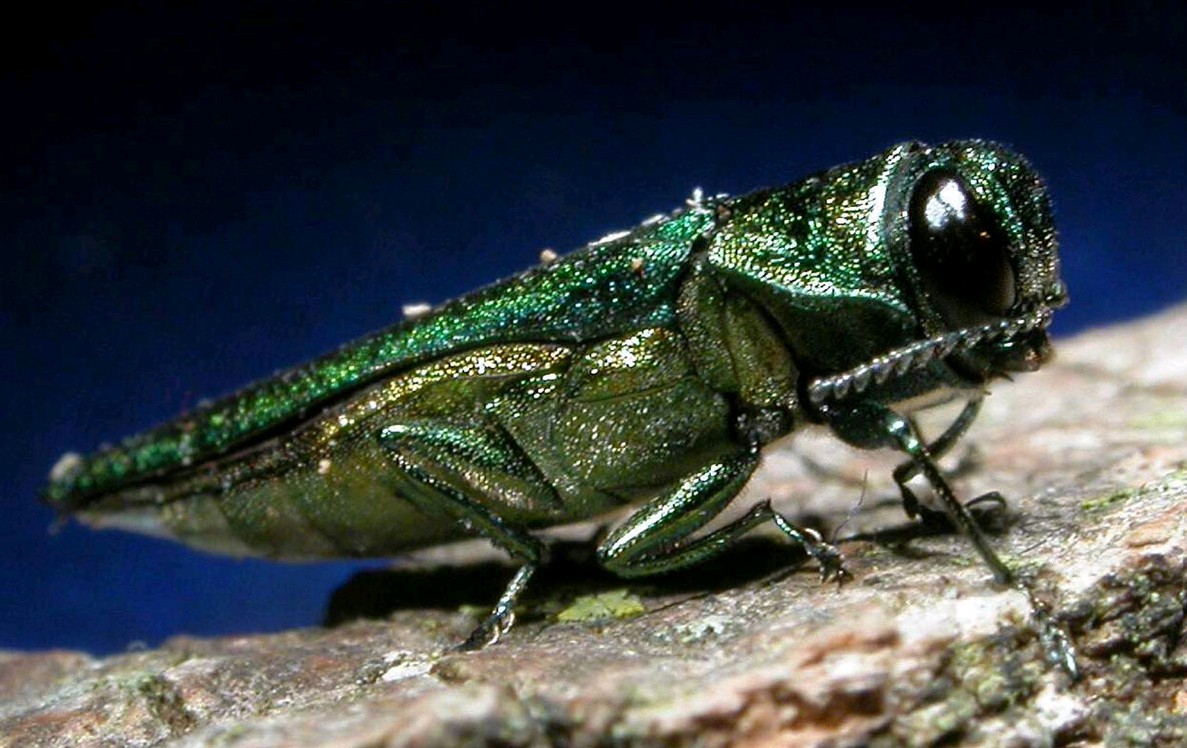 Emerald Ash Borer